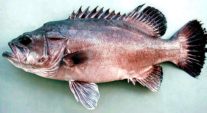 Polyprion americanus_004